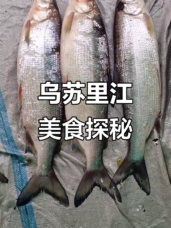 乌苏里江冷水鱼与兔子鱼的独特美味,肉质鲜嫩细腻