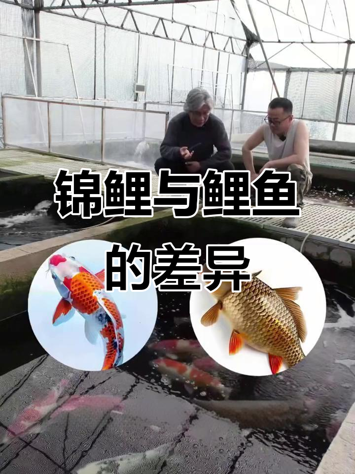 锦鲤与普通鲤鱼的区别:味道、寿命和观赏价值全解析