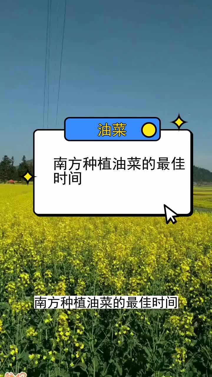 南方种植油菜的最佳时间 三农种植 农