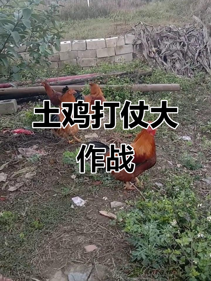 农村散养土鸡打架现场,太激烈了!