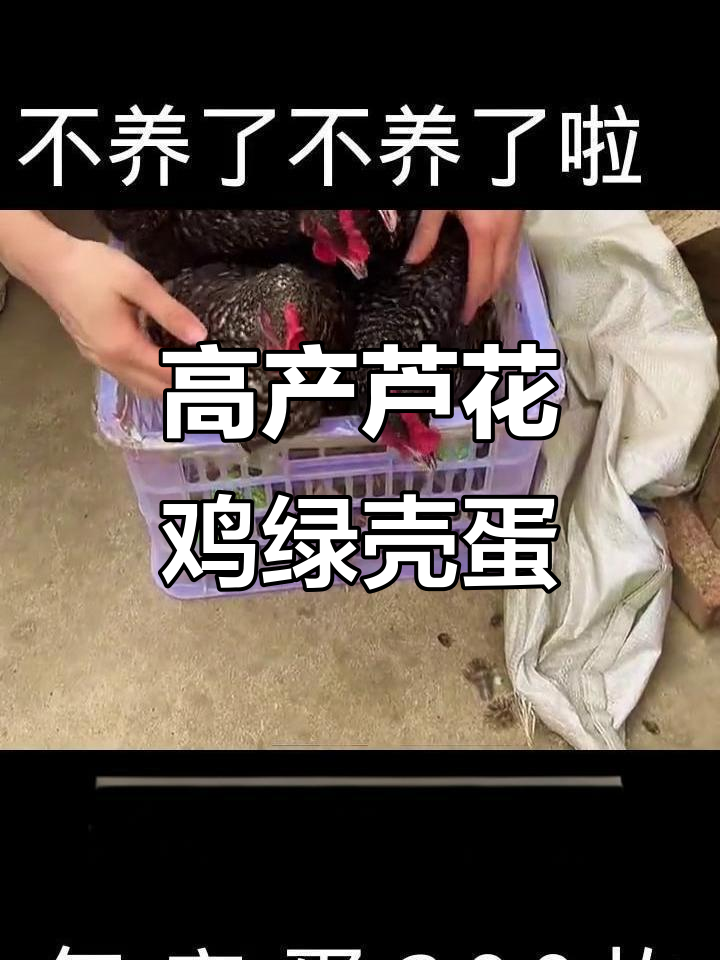 芦花鸡产绿壳蛋,年产量高达260枚!