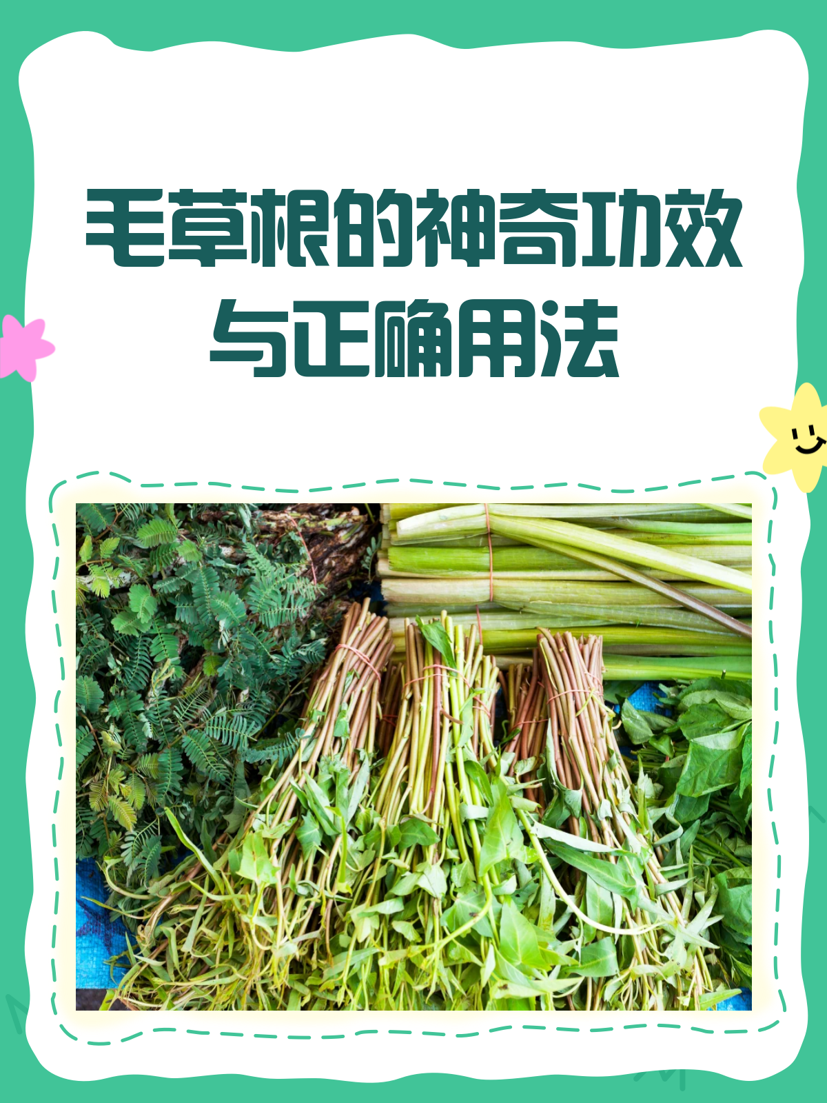 毛草根的神奇功效与正确用法,你了解吗?