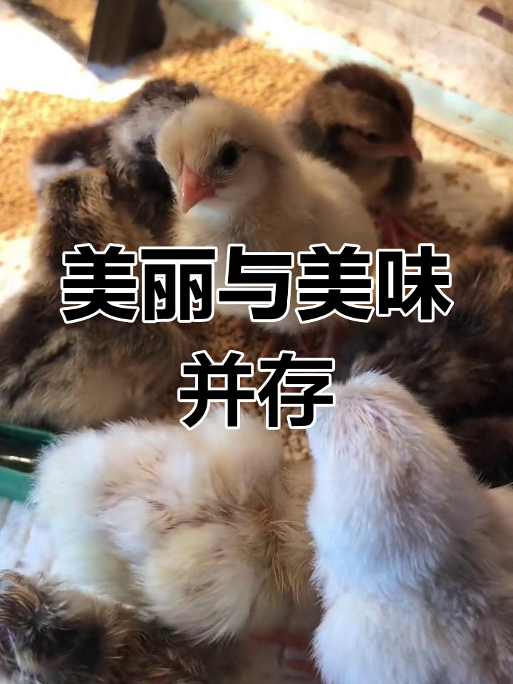 大围山香鸡,肉质鲜美、羽毛绚丽,观赏价值极高