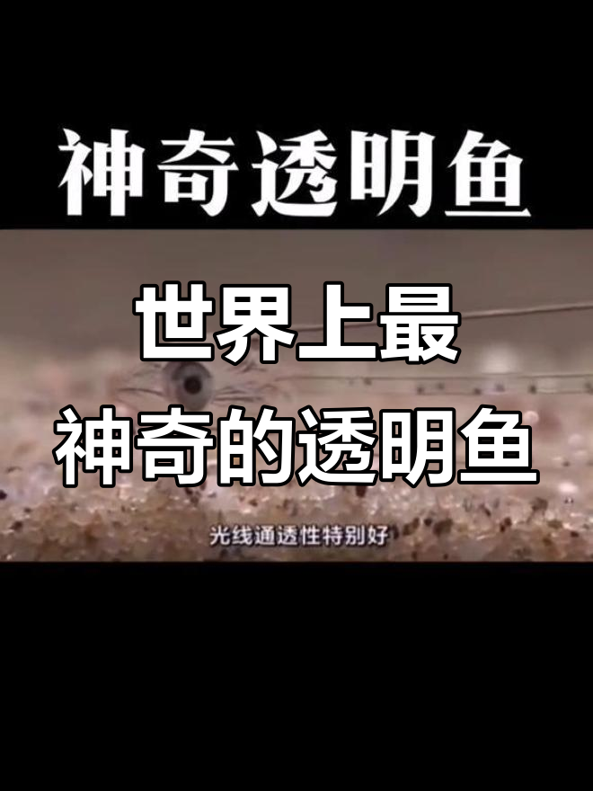 柳叶鳗：透明如玻璃的神奇鱼类，一生六变
