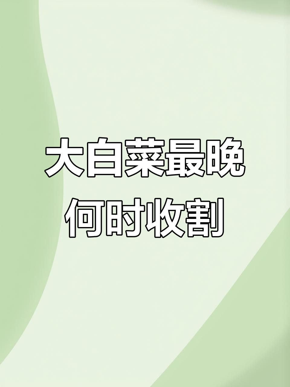 立冬后大白菜采收时机,低温来临前必须收获