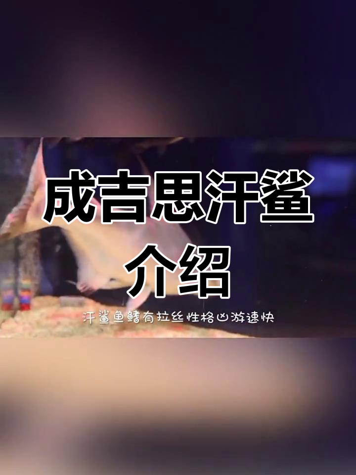 成吉思汗鲨:强悍淡水鲨,凶猛又美丽