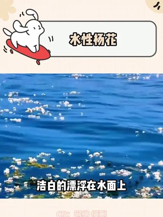 水性杨花原来是这么美的东西