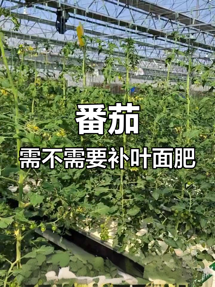 无土栽培番茄是否需要叶面肥补充?