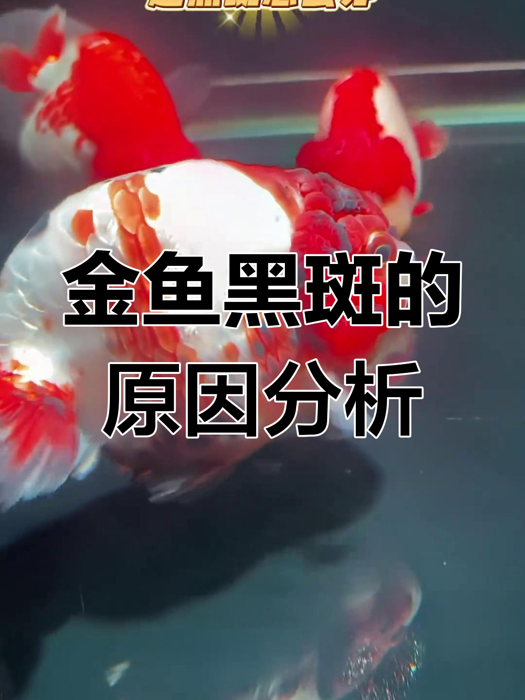 兰寿金鱼身上起黑斑?这些原因你得知道