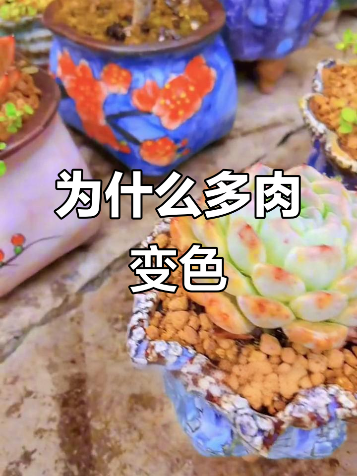 多肉植物颜色变化背后的秘密,你了解吗?