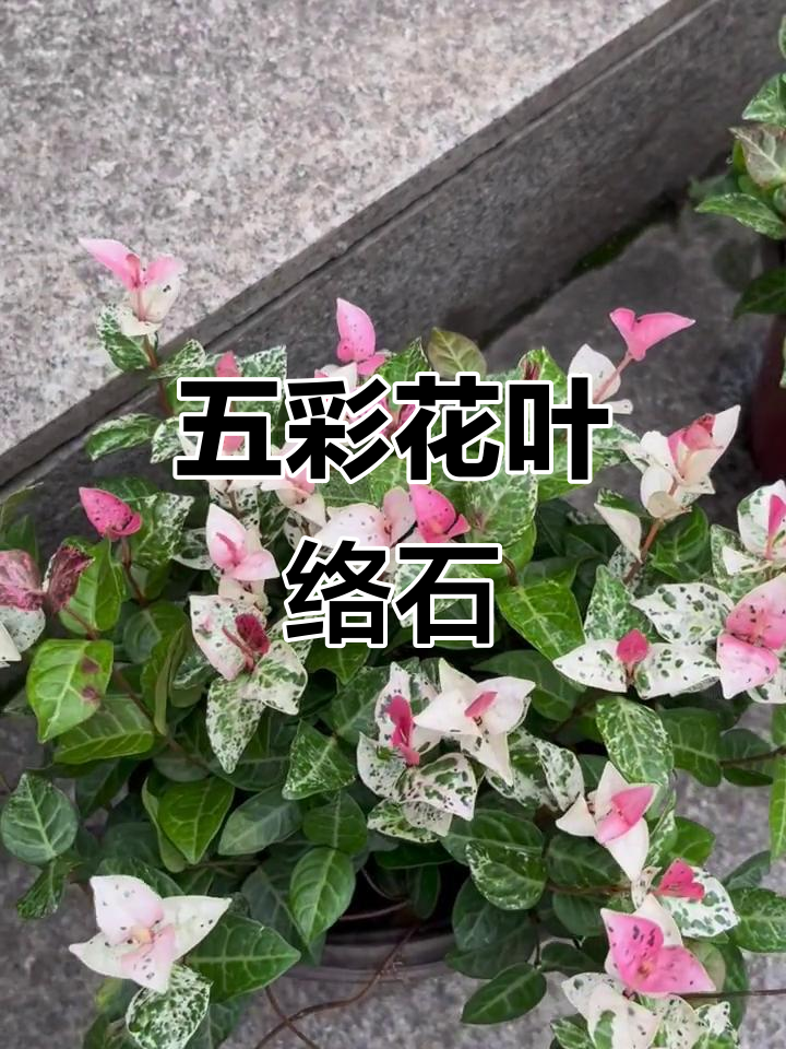 花叶络石:五彩斑斓的爬藤植物,清新自然的美感