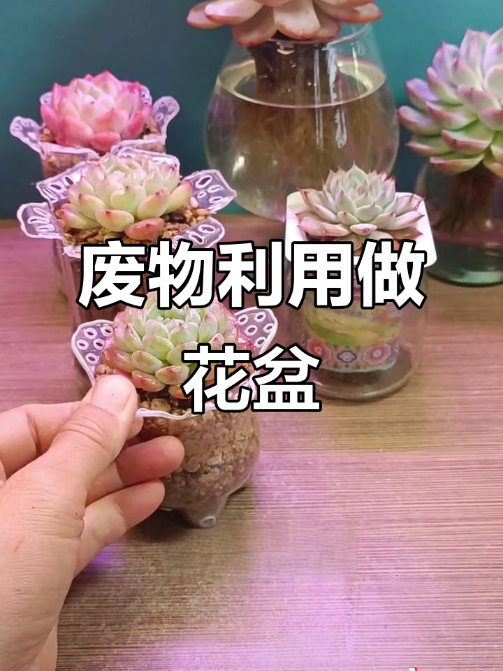 废饮料瓶变花盆，轻松DIY多肉植物养护