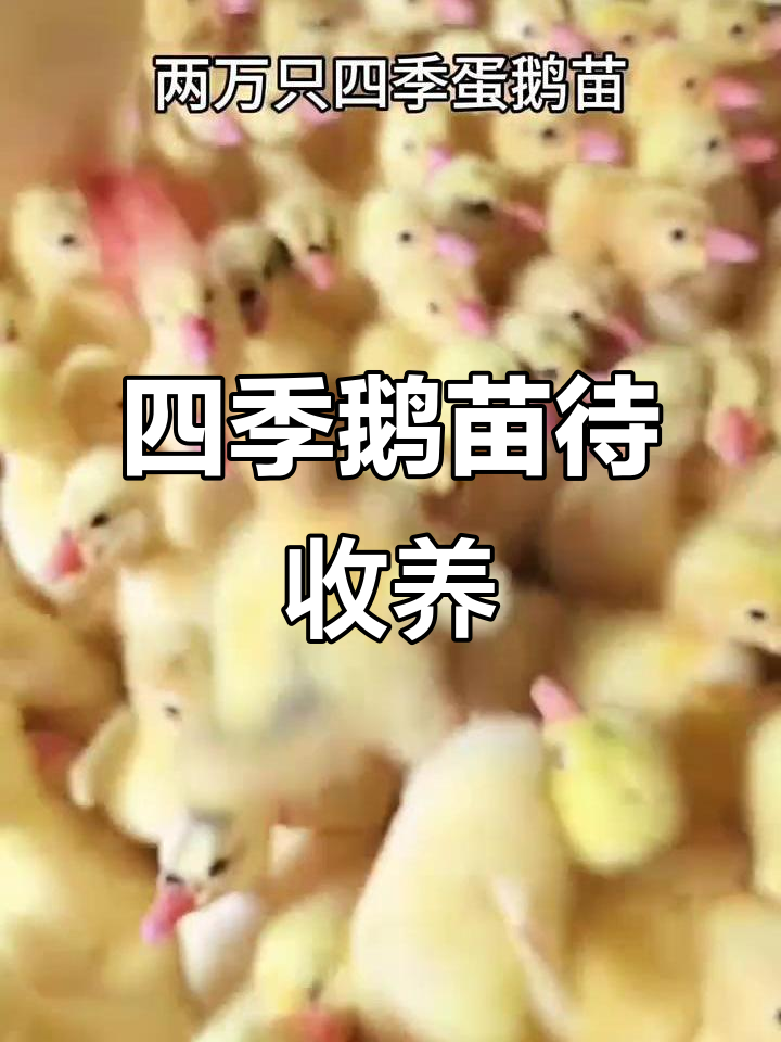 四季产蛋鹅苗,喂大了却没人要?快来领养一组!