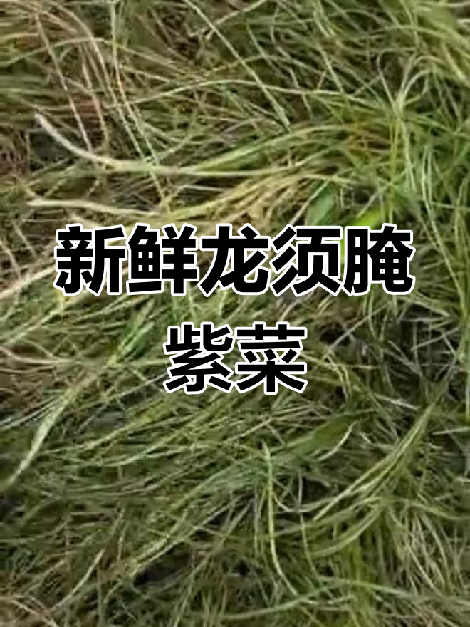 龙须眼子菜新鲜发货,三月二十七日抢火花龙