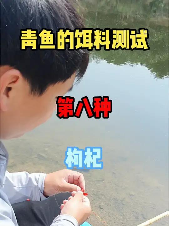 青鱼的100种饵料测试,枸杞是大补,那么青鱼对枸杞的态度是什么样的呢?今天还是水下测试和实