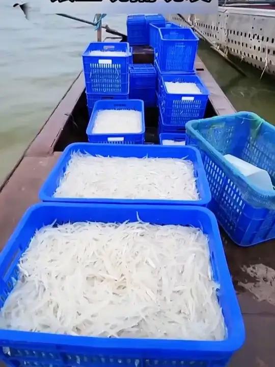 正当季的淡水河鲜银鱼,营养丰富,无鳞无刺无内脏 家里有小朋友 一定要安排尝尝~