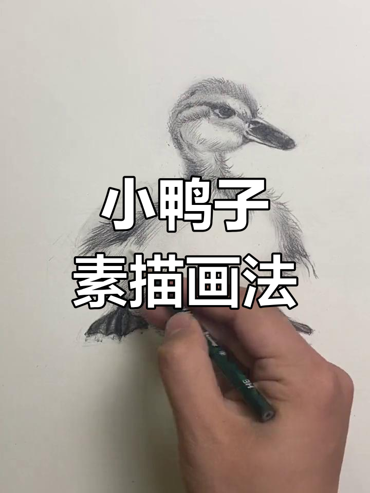 绘制立体感小鸭子的素描技巧