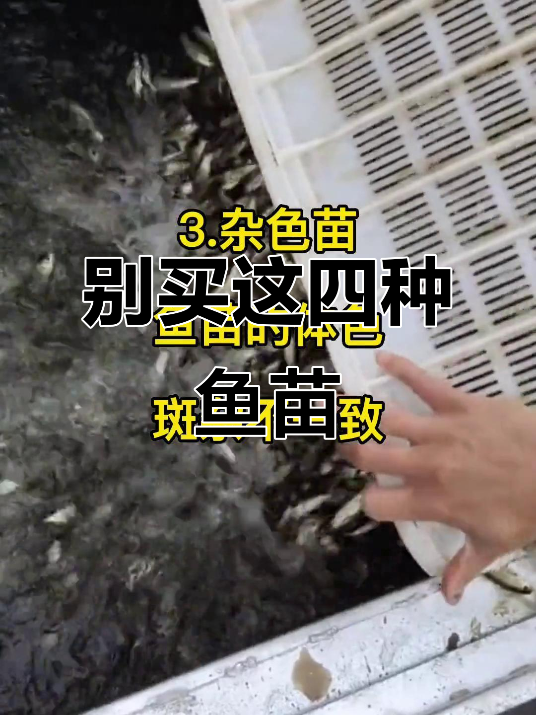 选错鱼苗，养殖全盘皆输！四种不能买的鱼苗
