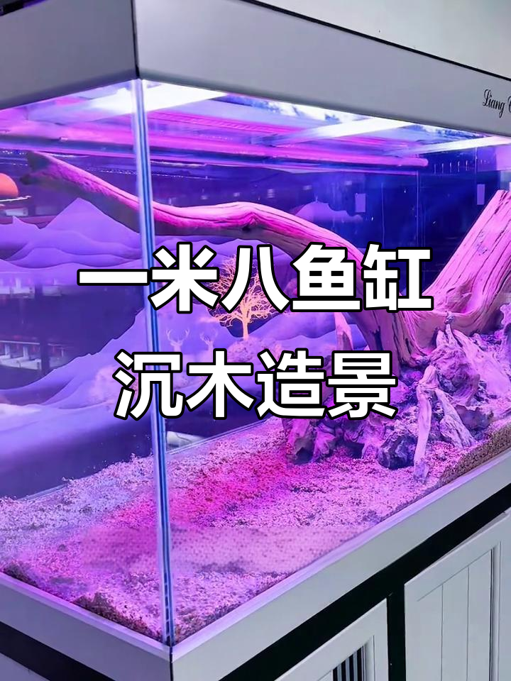 鱼缸造景大变身,沉木与青龙石的完美结合