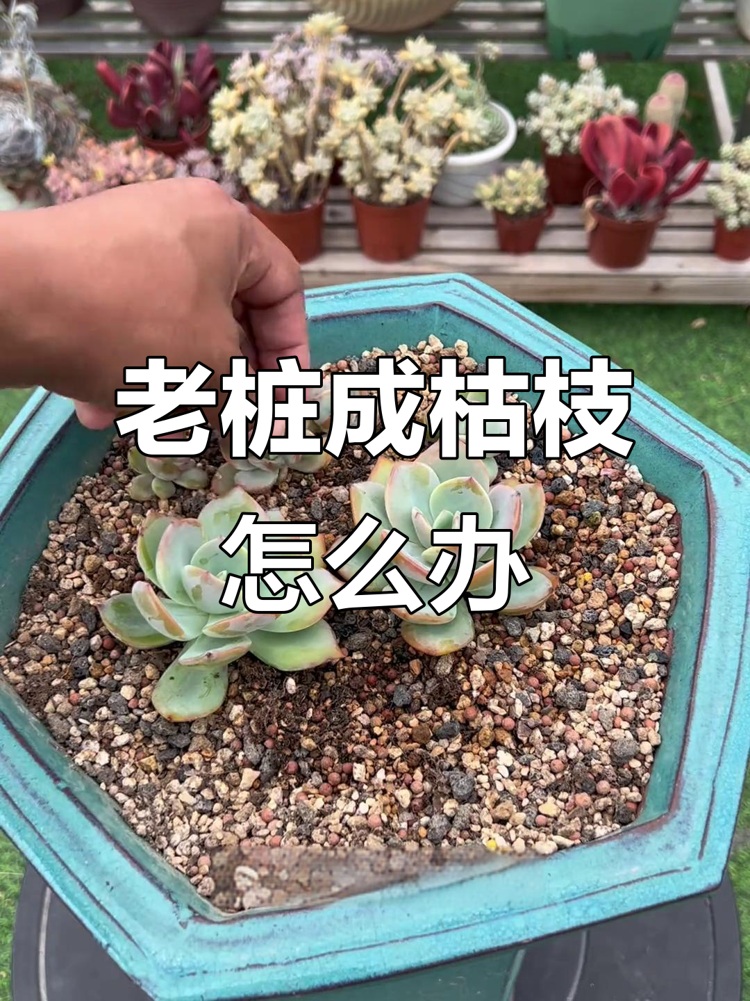 多肉老桩变枯枝,如何处理才能重生?