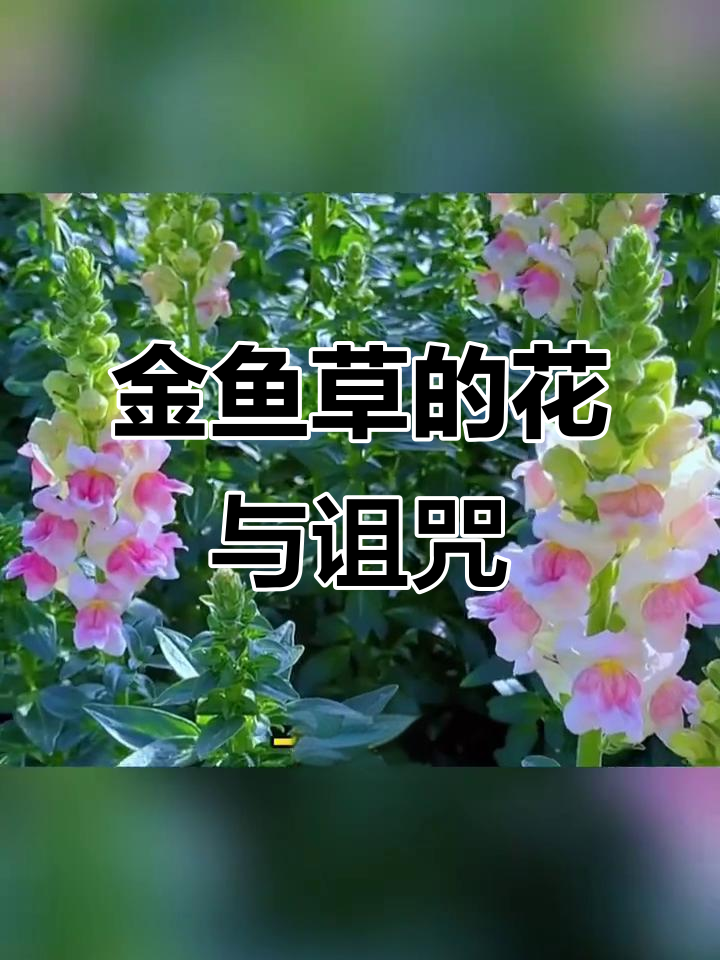 金鱼草枯萎后变骷髅头，花语背后隐藏的神秘传说