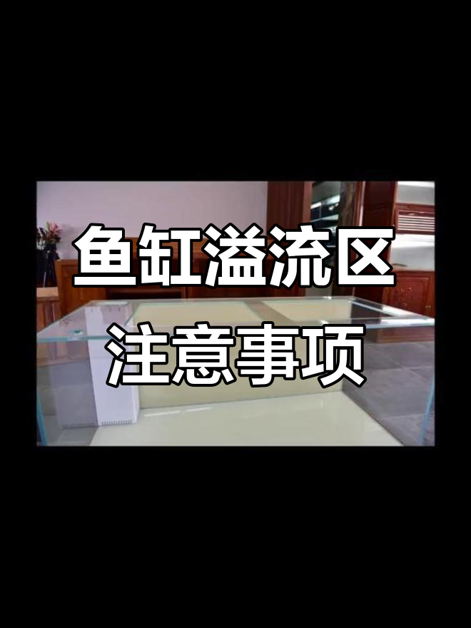 鱼缸溢流区设计要点,避免鱼儿误入