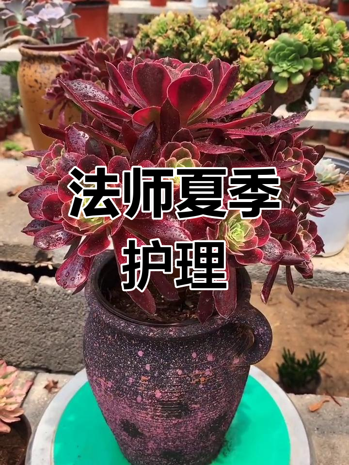 赤霞法师多肉养护技巧