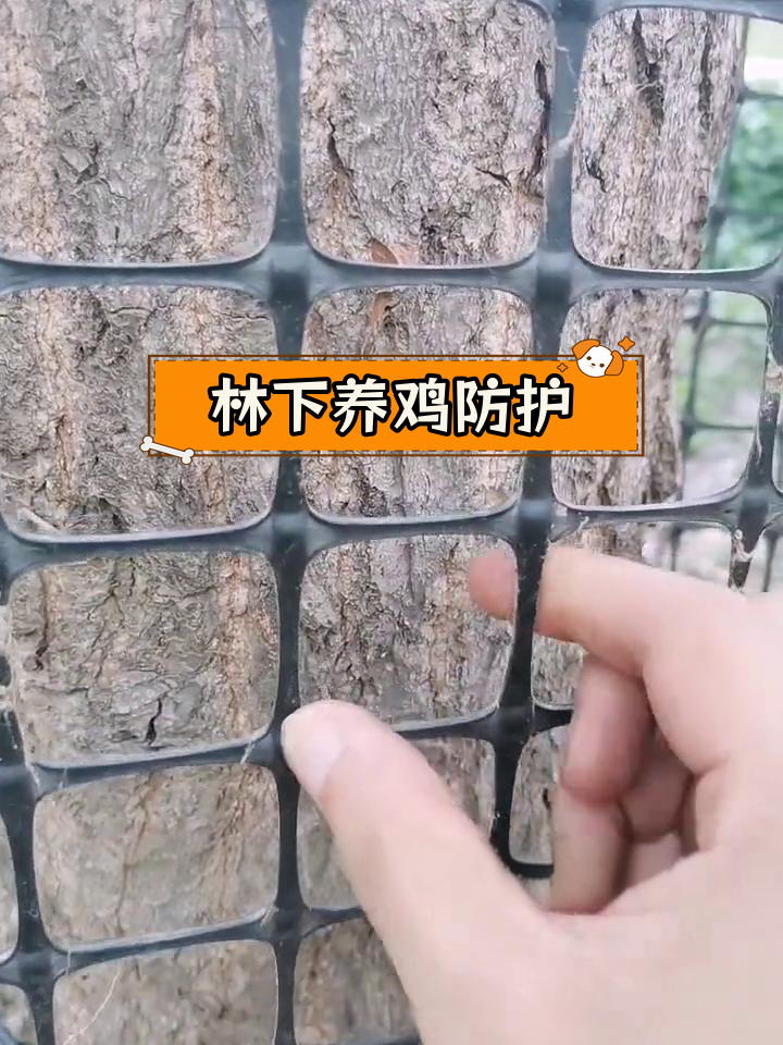 塑料围栏保护林下土鸡,结实耐用不怕风吹雨打