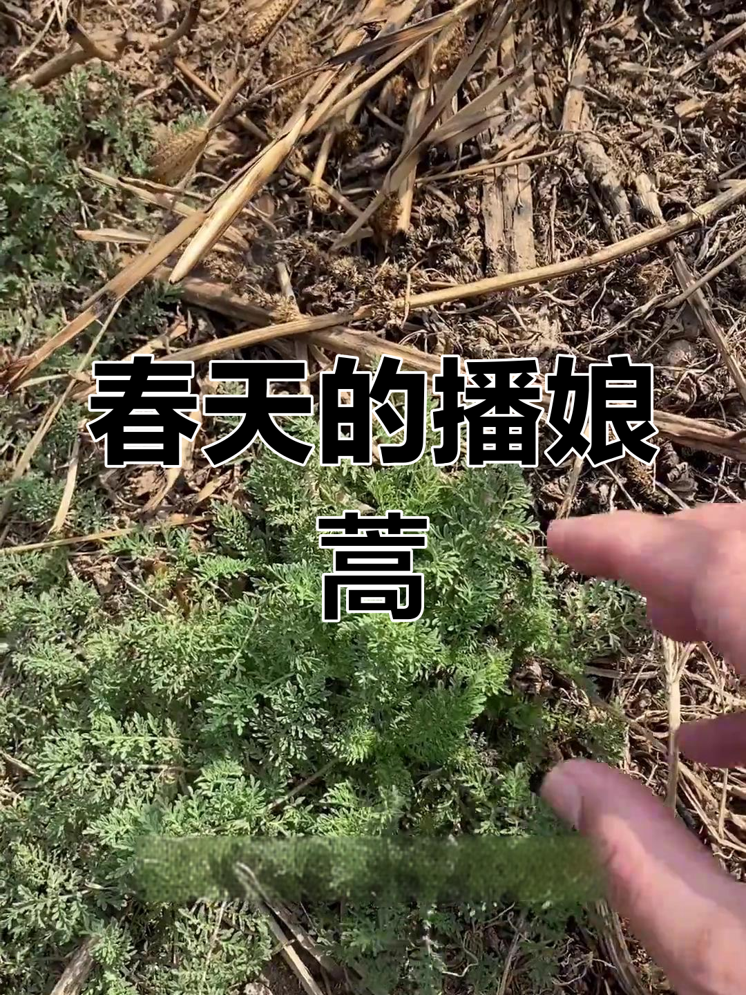 春天麦田里的野菜,小时候的噩梦