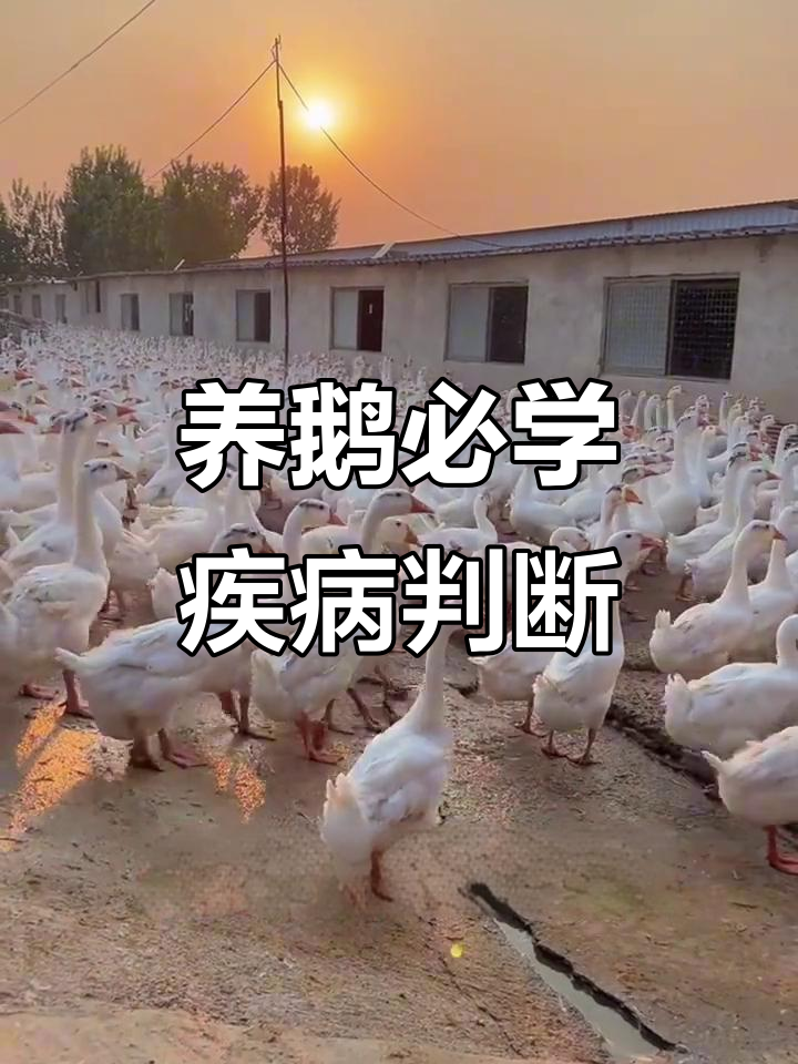 鹅病诊断技巧大揭秘，轻松解决常见问题