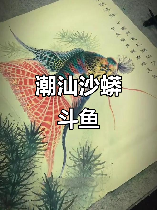 潮汕沙蟒斗鱼:美丽而善战的原生鱼类