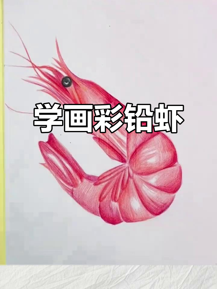 彩铅画美味大虾,步骤全解析!