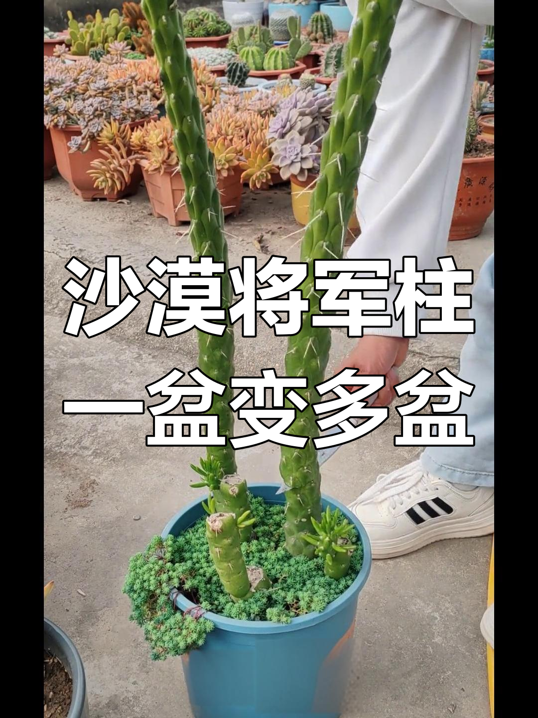 一盆沙漠将军柱,轻松变多盆,超值福利来袭