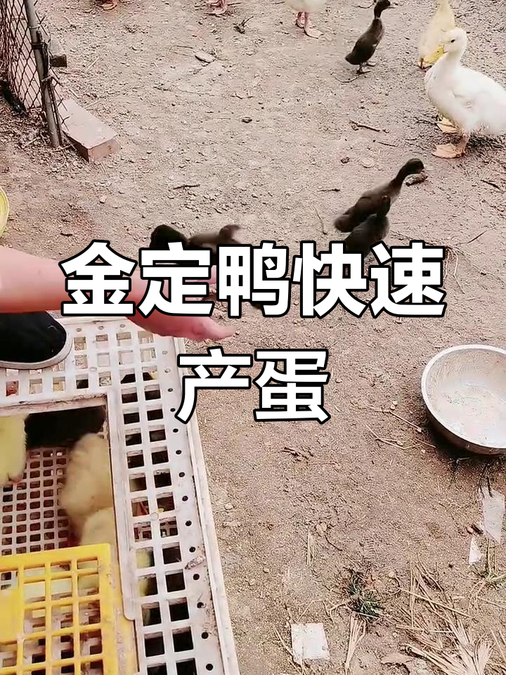 金定鸭三个月就能下蛋,脱温期养殖技巧大揭秘