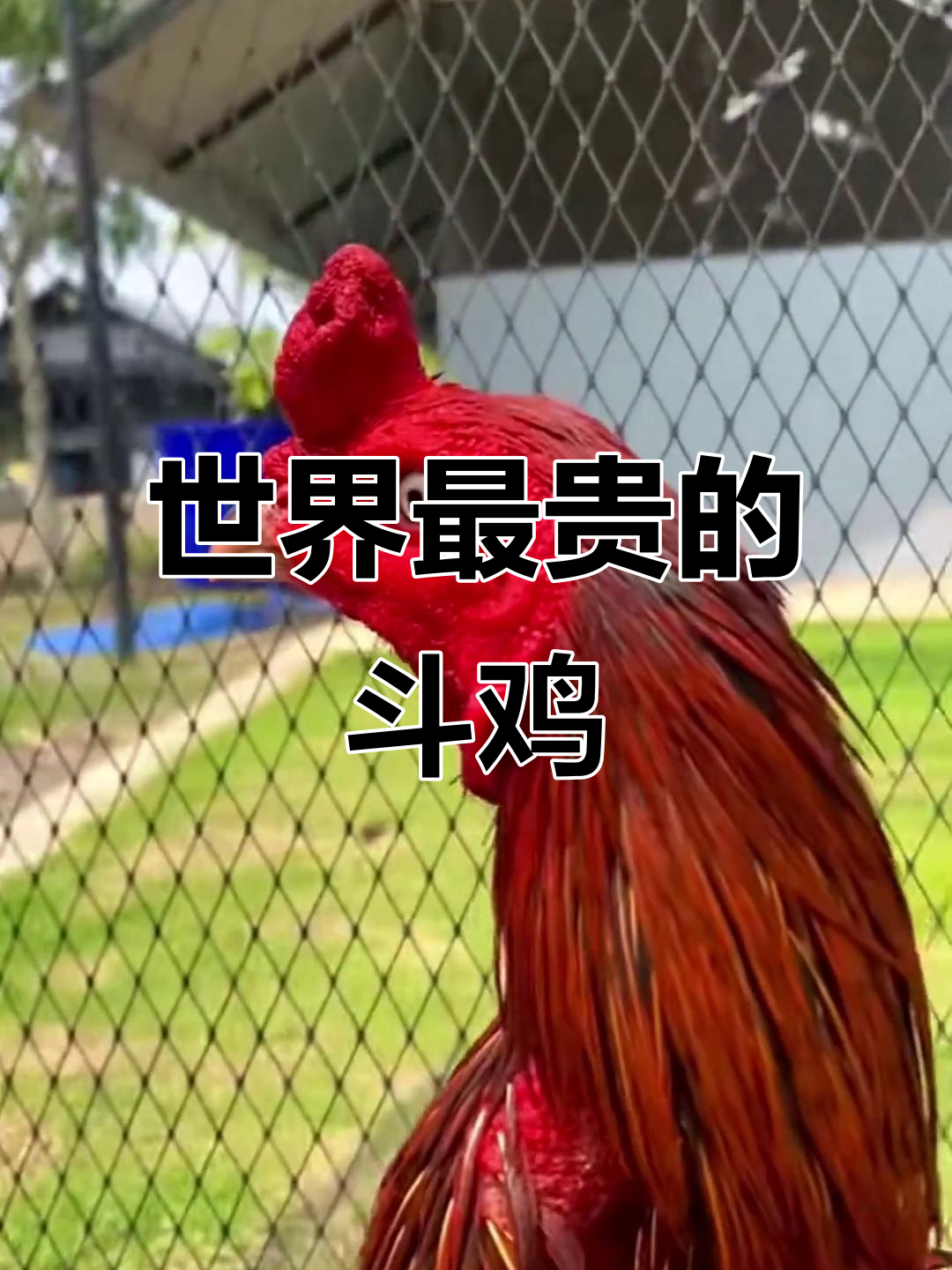 泰国最昂贵斗鸡品种揭秘，高价成交背后真相