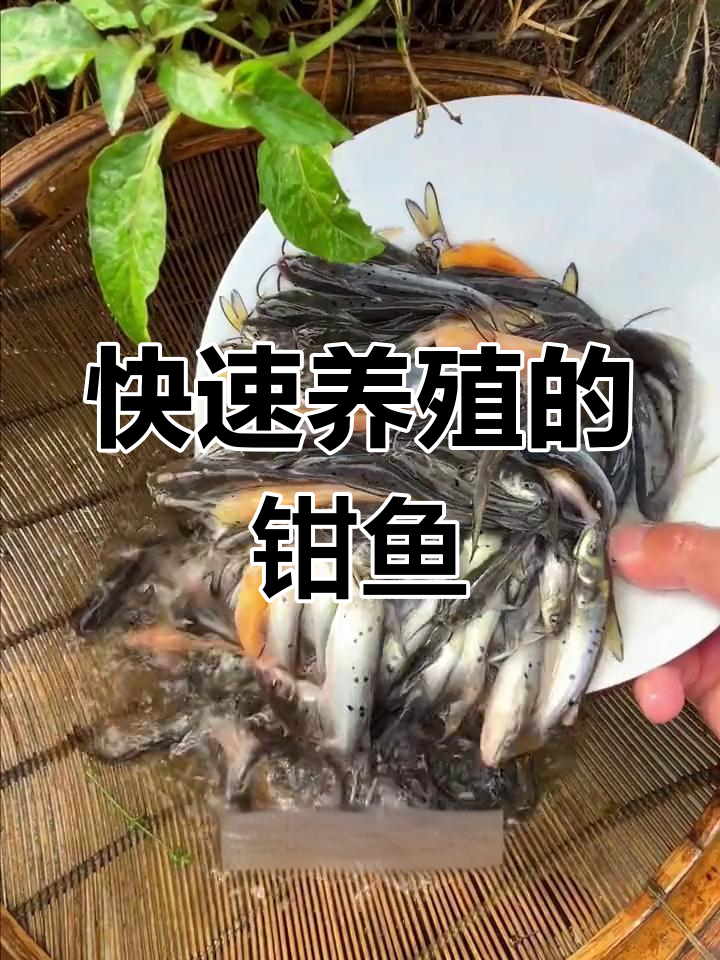 叉尾鮰鱼:适应南北水域,生长迅速