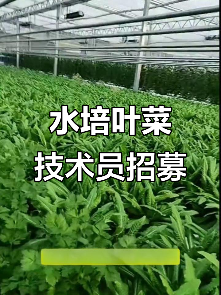 寿光蔬菜技术园:精准挑选水培叶菜技术员,助力园区高效发展