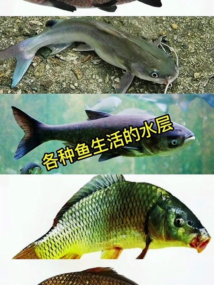 各种鱼生活的水域