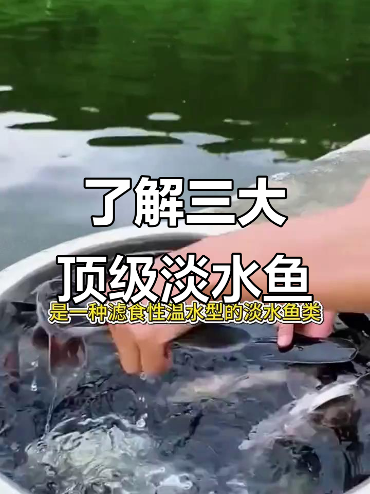顶级淡水鱼大揭秘:鸭嘴、菌鱼和鲟鱼的养殖与特点