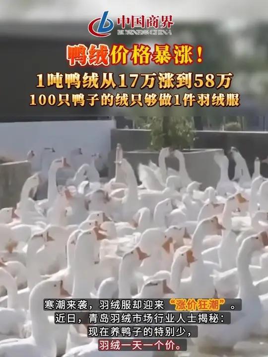 鸭绒价格暴涨！1吨鸭绒从17万涨到58万，100只鸭子的绒只够做1件羽绒服