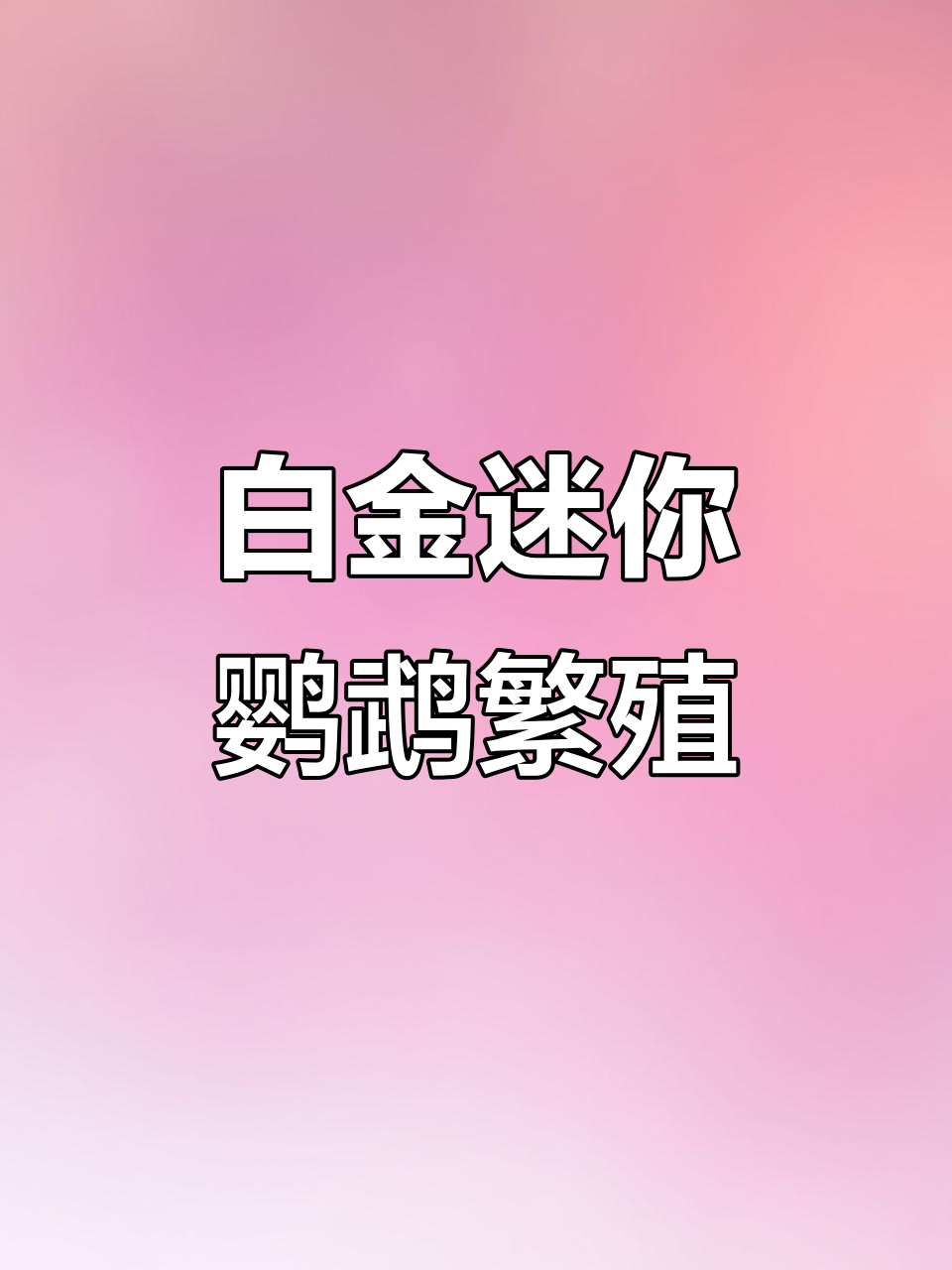 白金迷你鹦鹉鱼配对,玻璃中的自然奇观