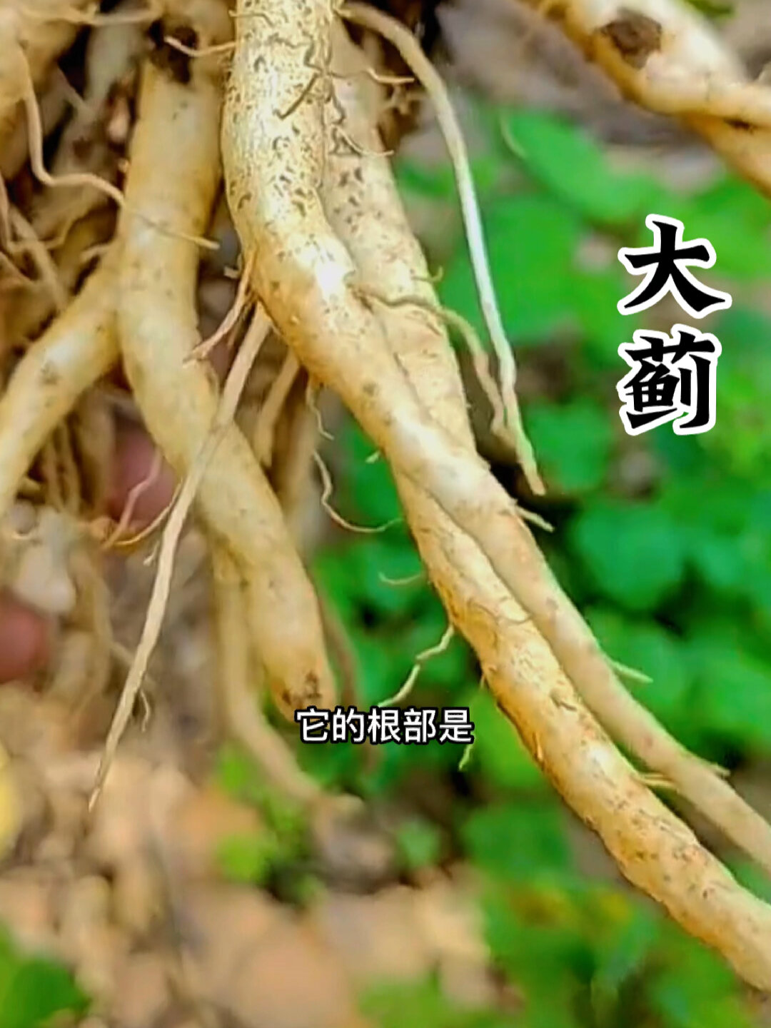 大蓟又叫大刺菜它的根是一道不错的美食