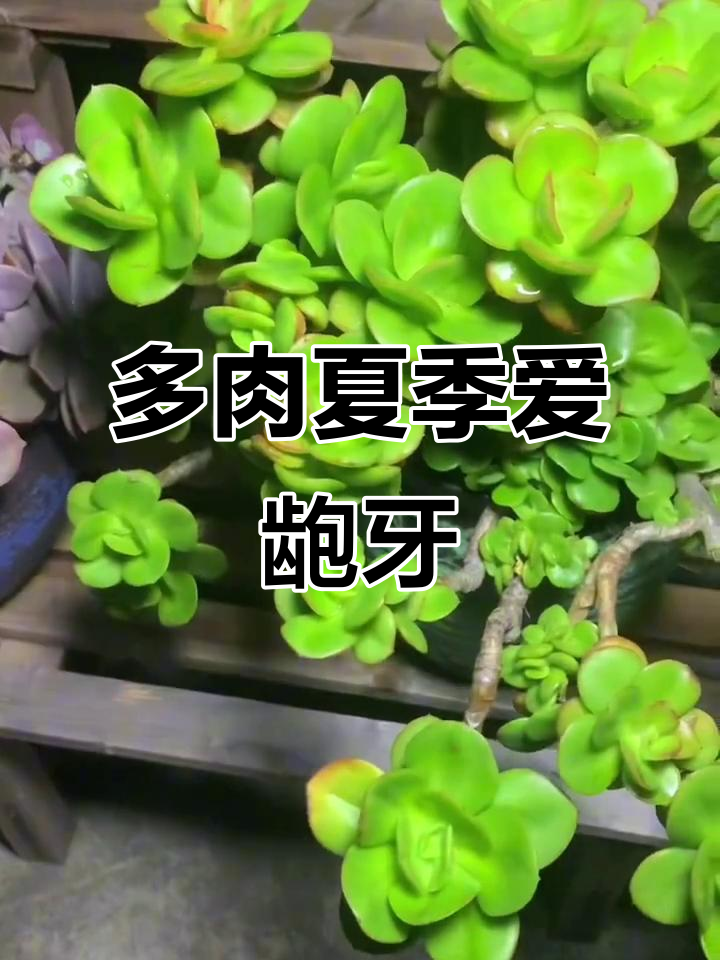 夏季高温多肉爆芽，这些品种最适合露养