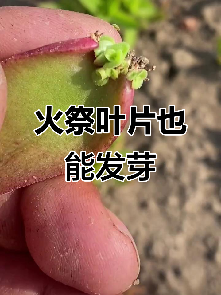 火祭叶插技巧大揭秘，轻松繁殖多肉植物