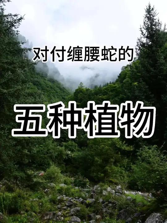 对付缠腰可以认识五种植物 植物科普 植物百科