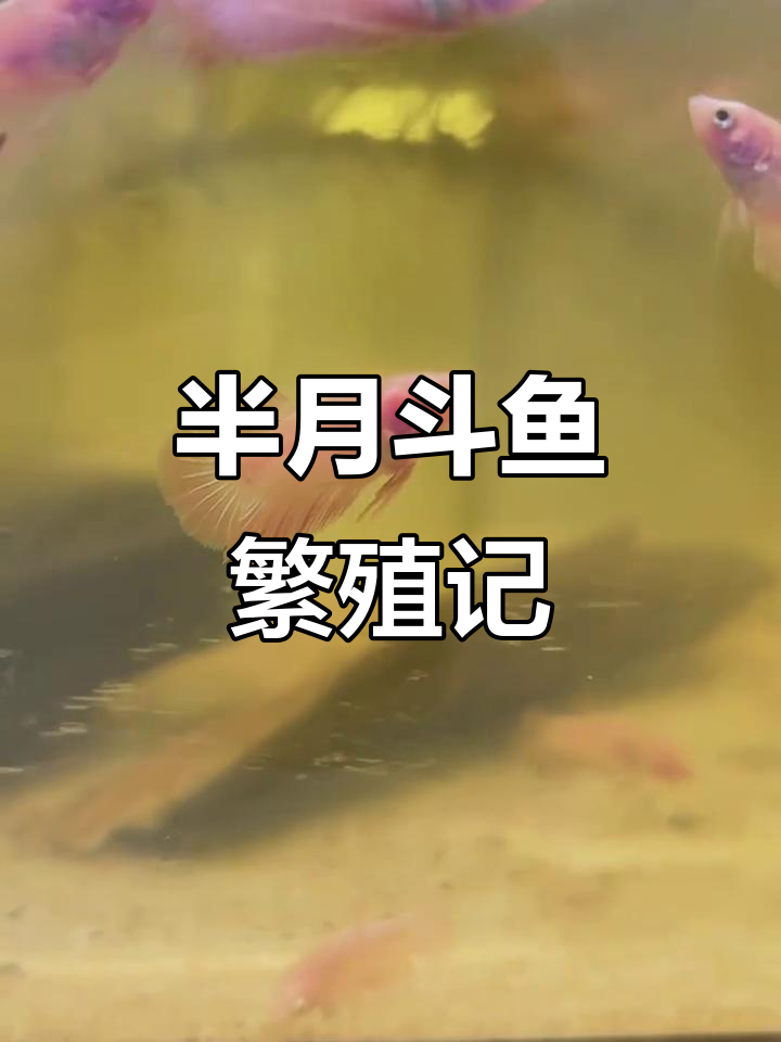 小鱼仔抱卵了!四个月的斗鱼竟然这么快就做妈妈