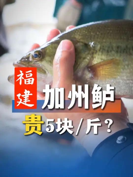 福建加州鲈鱼价高位时凭什么比广东贵5块?到漳州探讨福建加州鲈鱼产业