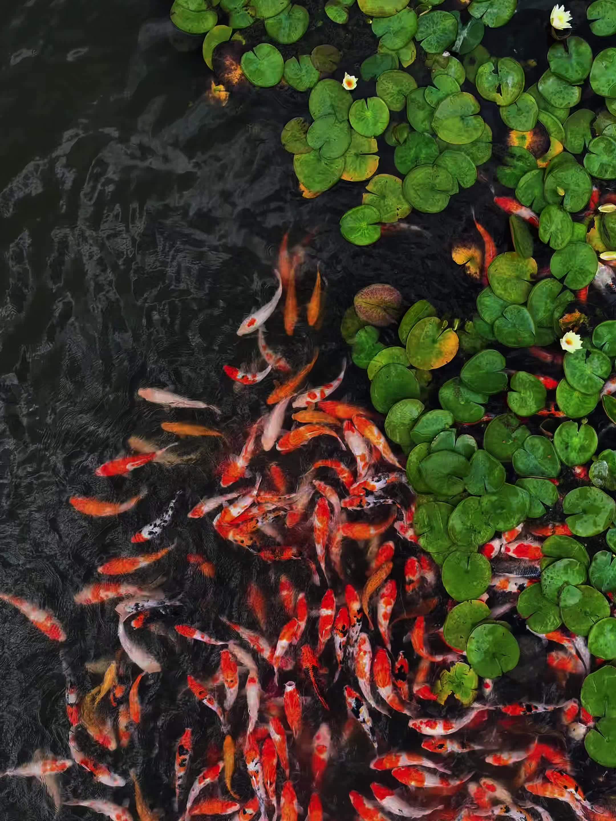 见者如鱼得水 好运连连,诗句“鱼戏莲叶间”具象化了,在这里美成了中国国家地理封面 跟着中国
