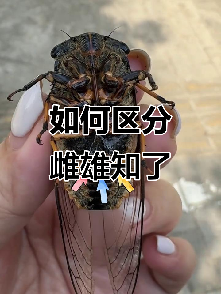 知了公母怎么分？教你一招轻松辨别