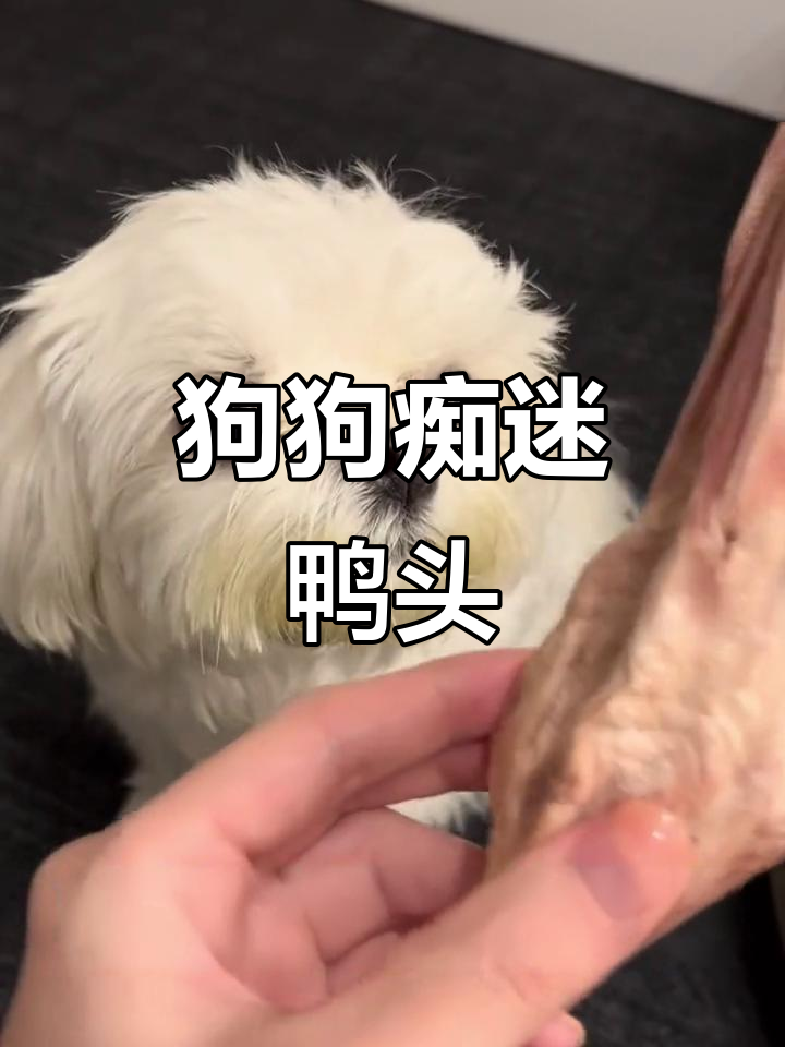 小狗疯狂迷恋鸭头,萌态十足超可爱